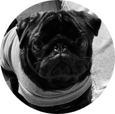 Vittorio E - Our Loyal Dog